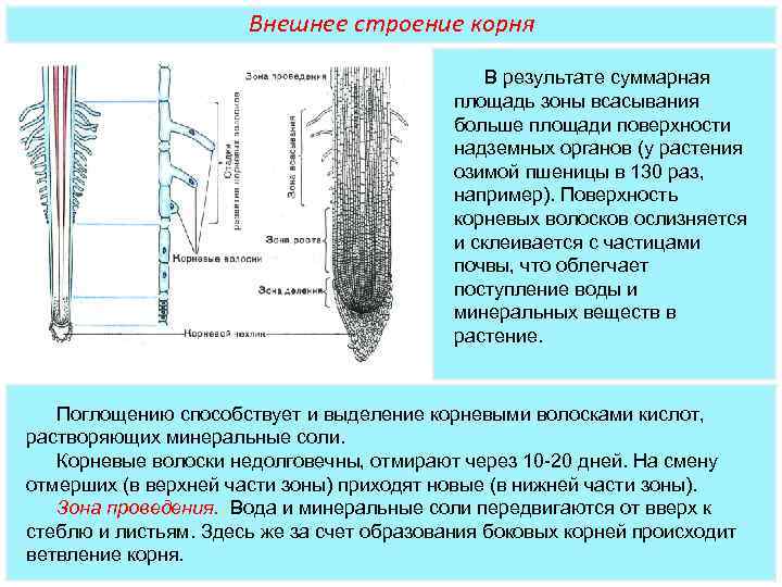 Рассмотрите рисунки 1 2 с изображением видоизменения корня растения как называют данное морковь