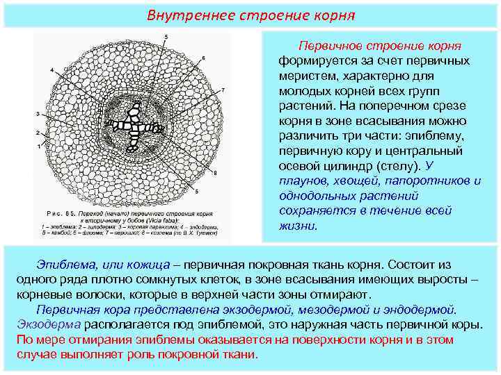 Внутреннее строение корня Первичное строение корня формируется за счет первичных меристем, характерно для молодых