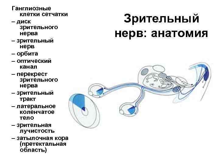 Ганглиозные клетки сетчатки – диск зрительного нерва – зрительный нерв – орбита – оптический