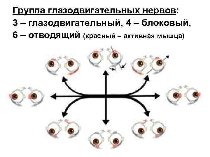 Глазодвигательный нерв схема