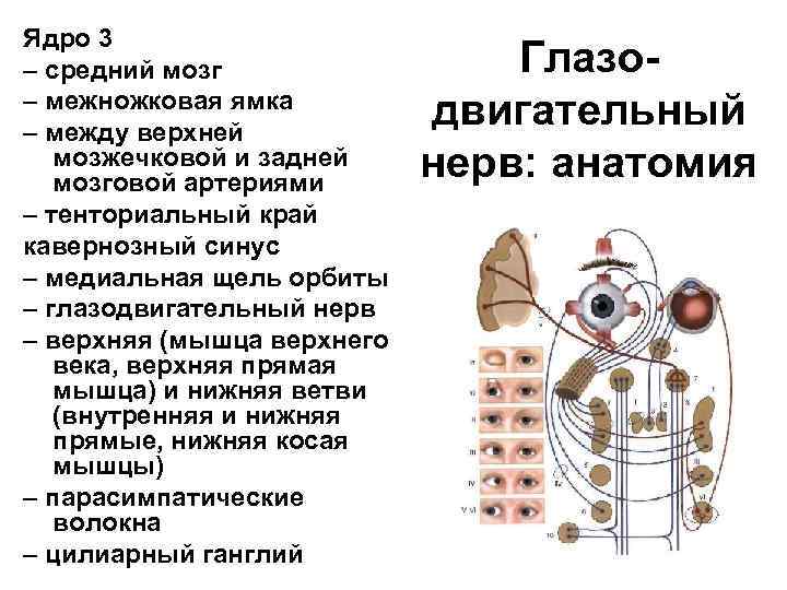 Ядро 3 – средний мозг – межножковая ямка – между верхней мозжечковой и задней