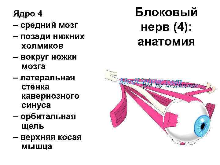 Ядро 4 – средний мозг – позади нижних холмиков – вокруг ножки мозга –