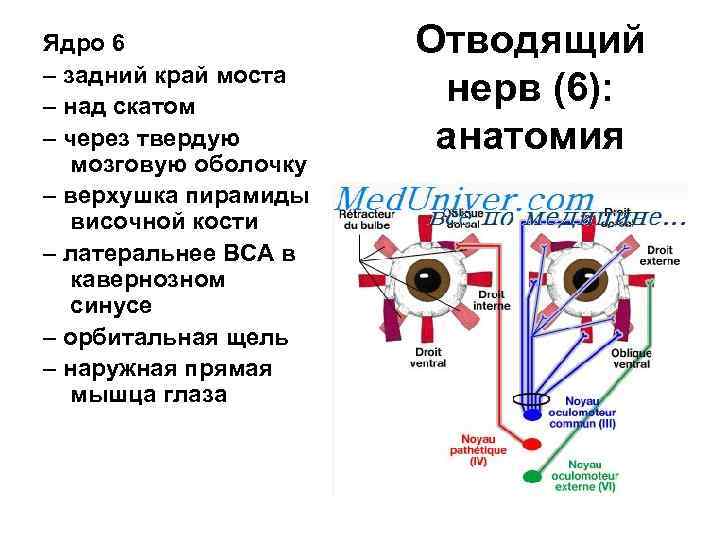 Ядро 6 – задний край моста – над скатом – через твердую мозговую оболочку