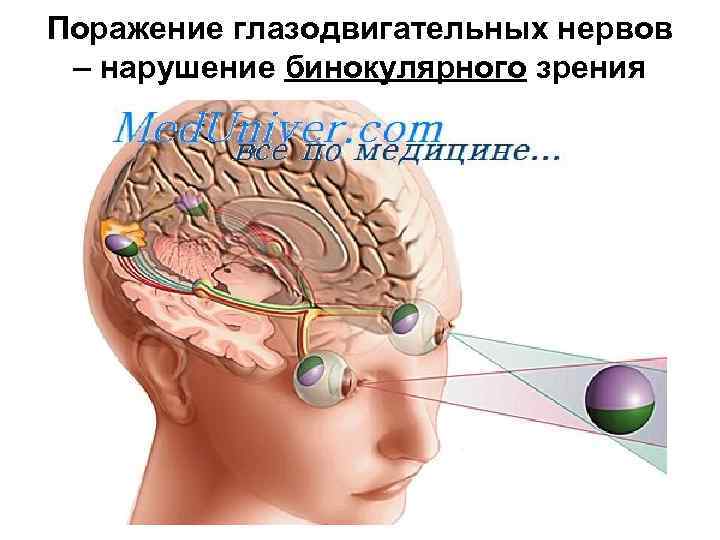 Все проходит через мозг. Глаз зрительный нерв мозг. Зрительный нерв в голове. Головной мозг и глаза. Глаза и мозг взаимосвязь.