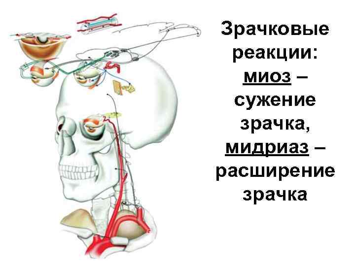 Зрачковые реакции: миоз – сужение зрачка, мидриаз – расширение зрачка 