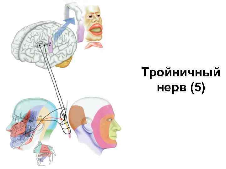 Тройничный нерв (5) 