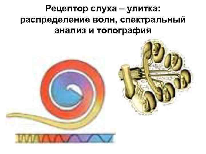 Рецептор слуха – улитка: распределение волн, спектральный анализ и топография 
