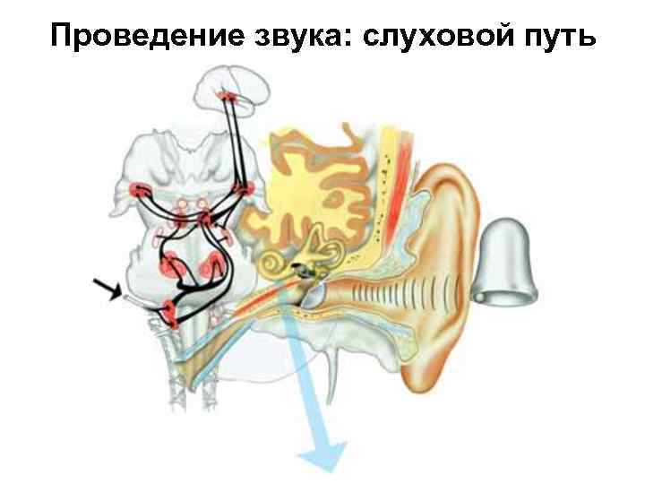 Звук проведения. Механизм проведения звука. Путь проведения звука. Механизм проведения звуковой волны. Проведения звука анатомия.