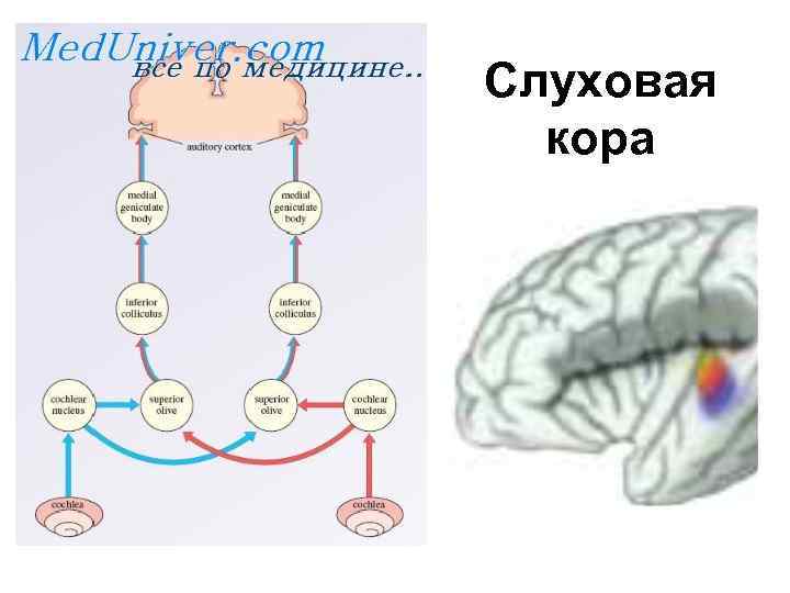 Слуховая кора 