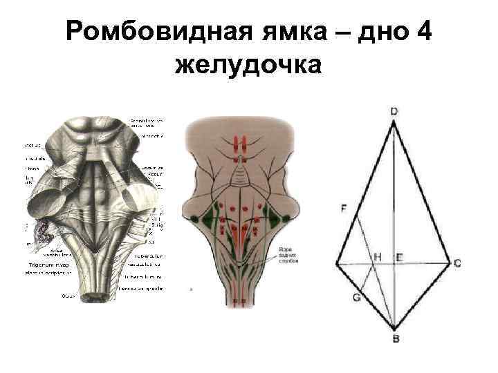 Ромбовидная ямка схема