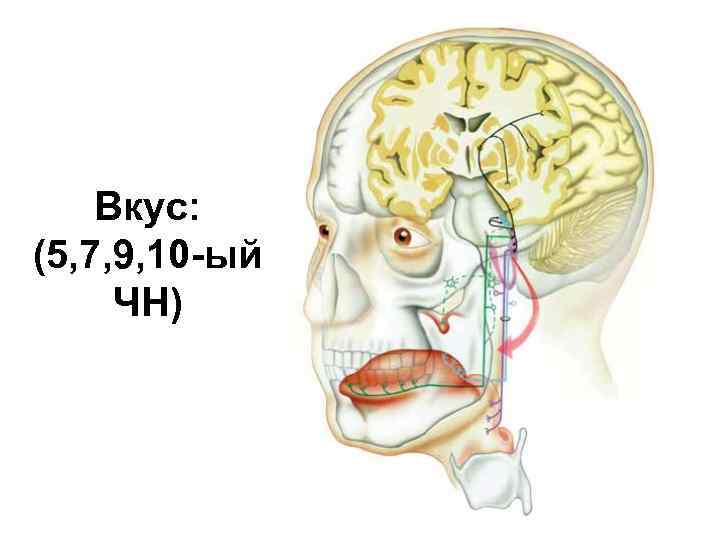 Черепные нервы картинка
