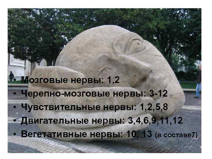  • • • Мозговые нервы: 1, 2 Черепно-мозговые нервы: 3 -12 Чувствительные нервы: