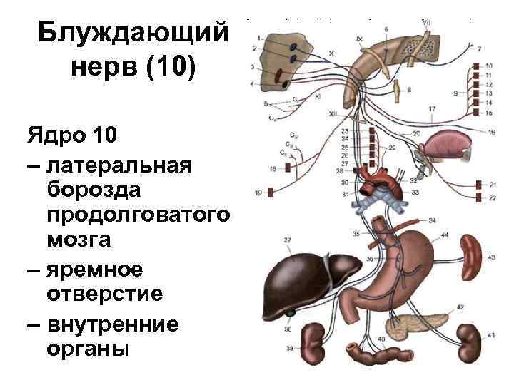 Блуждающий нерв (10) Ядро 10 – латеральная борозда продолговатого мозга – яремное отверстие –
