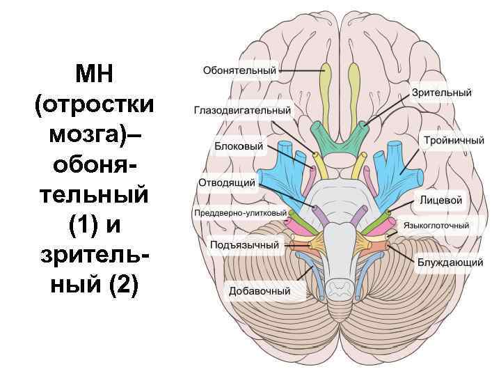 Анатомия обонятельный нерв схема