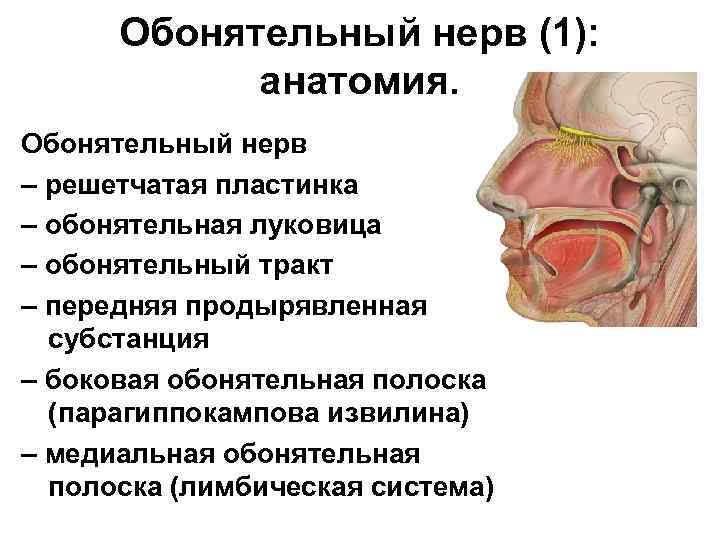 Обонятельный тракт анатомия. Симптомы поражения обонятельного нерва. Обонятельный нерв анатомия. Топография обонятельного нерва. 1 нерв обонятельный