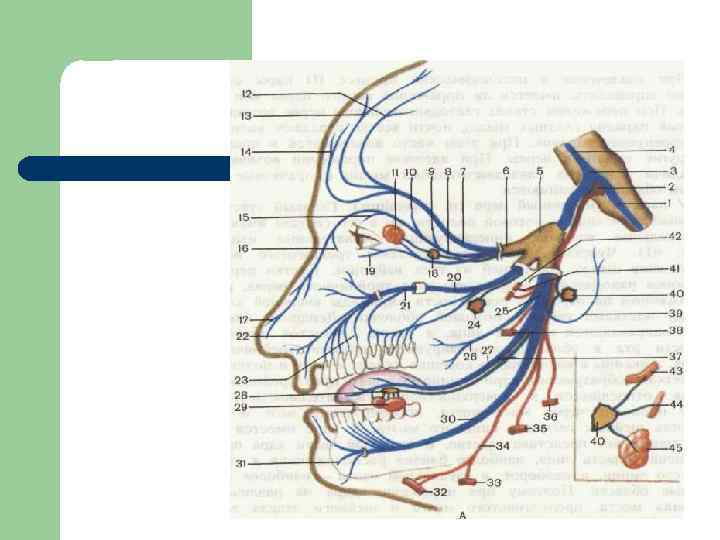 Иннервация лица схема