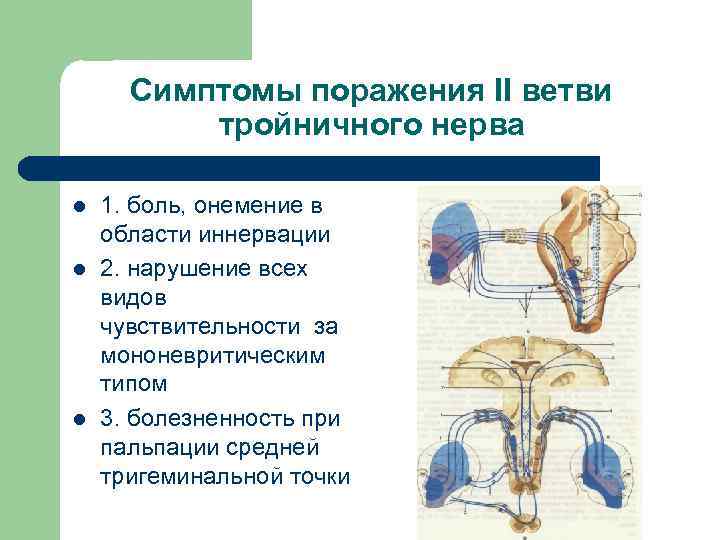Симптомы поражения ІІ ветви тройничного нерва l l l 1. боль, онемение в области