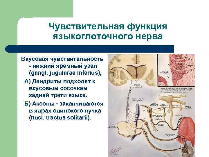 Чувствительная функция языкоглоточного нерва Вкусовая чувствительность - нижний яремный узел (gangl. jugularae inferius), А)