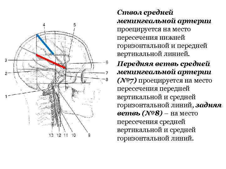 По схеме кренлейна брюсовой основной ствол средней менингеальной артерии проецируется на пересечении