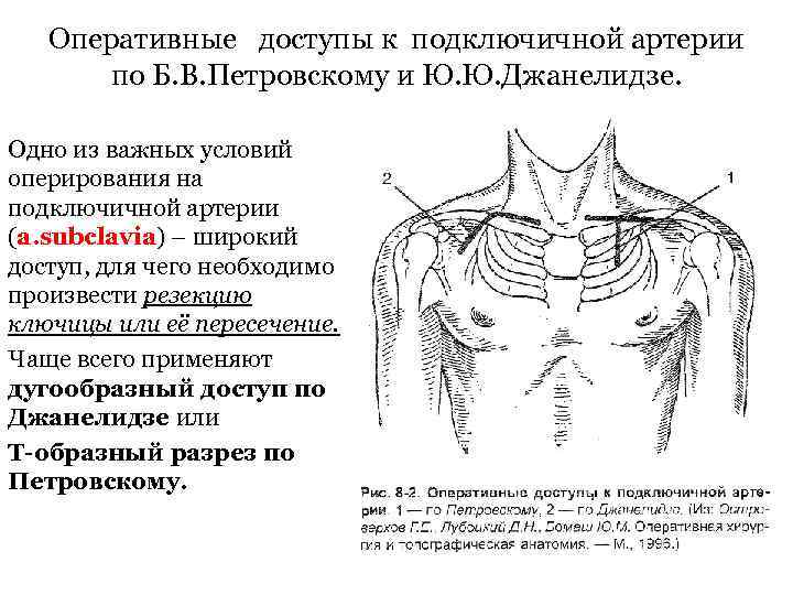 Лопаточно ключичный треугольник