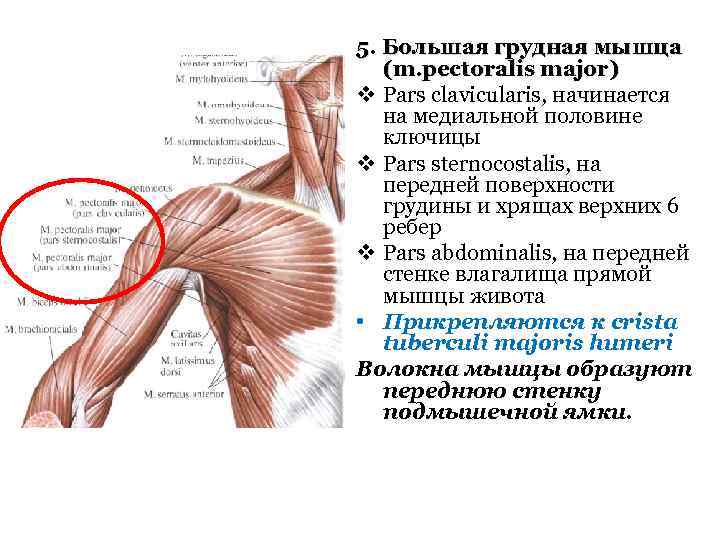 5. Большая грудная мышца (m. pectoralis major) v Pars clavicularis, начинается на медиальной половине