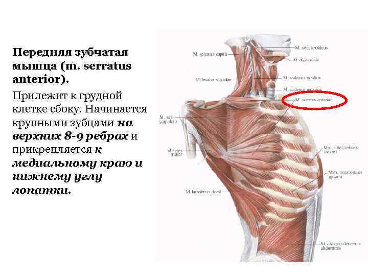 Передняя зубчатая мышца (m. serratus anterior). Прилежит к грудной клетке сбоку. Начинается крупными зубцами