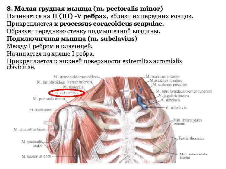 8. Малая грудная мышца (m. pectoralis minor) Начинается на II (III) -V ребрах, вблизи