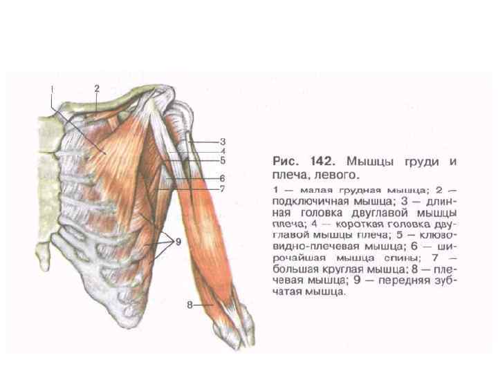 Фото грудных мышц анатомия
