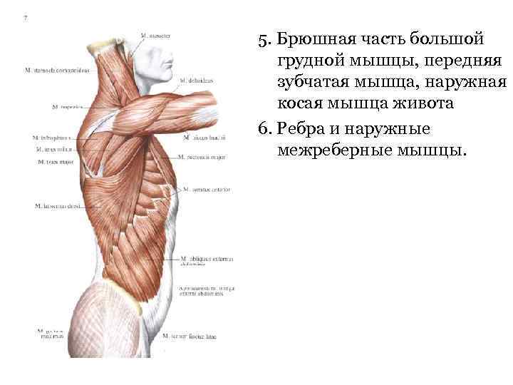 5. Брюшная часть большой грудной мышцы, передняя зубчатая мышца, наружная косая мышца живота 6.