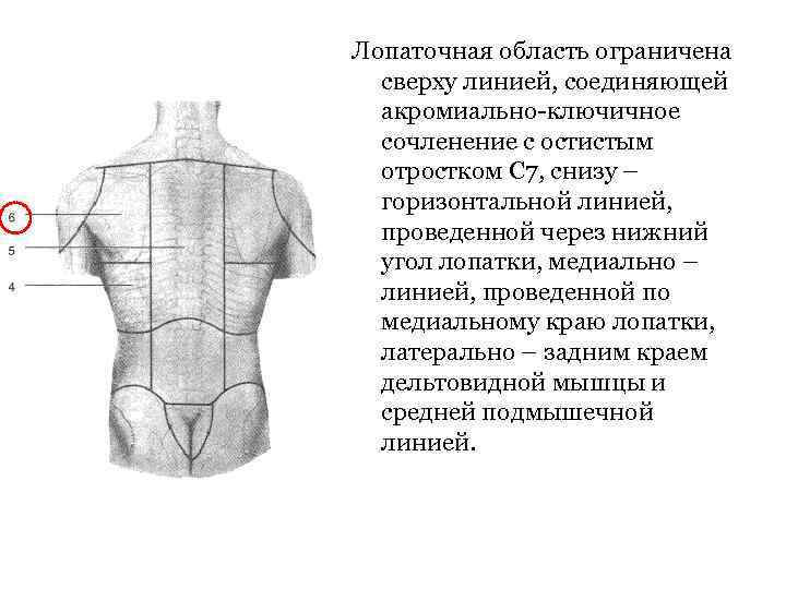 Лопаточная область ограничена сверху линией, соединяющей акромиально-ключичное сочленение с остистым отростком С 7, снизу