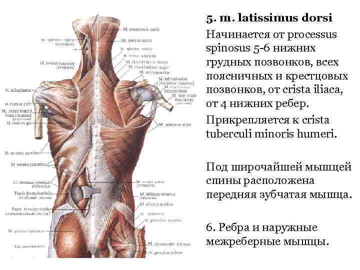 5. m. latissimus dorsi Начинается от processus spinosus 5 -6 нижних грудных позвонков, всех