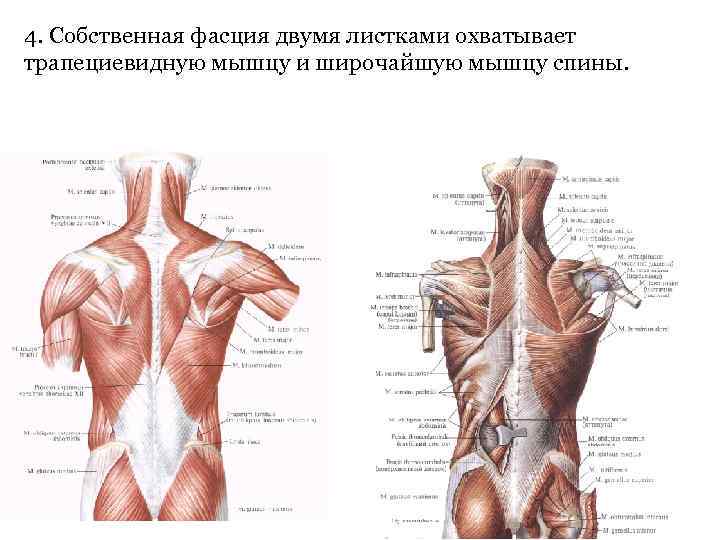 4. Собственная фасция двумя листками охватывает трапециевидную мышцу и широчайшую мышцу спины. 