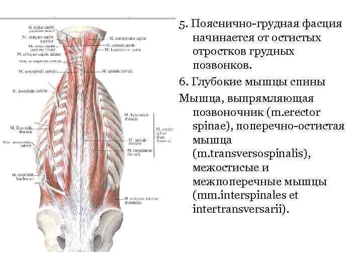 5. Пояснично-грудная фасция начинается от остистых отростков грудных позвонков. 6. Глубокие мышцы спины Мышца,