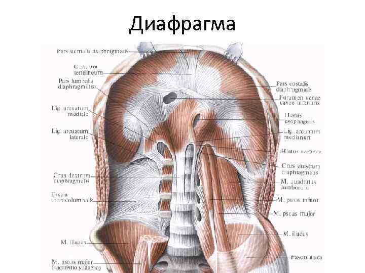 Диафрагма 