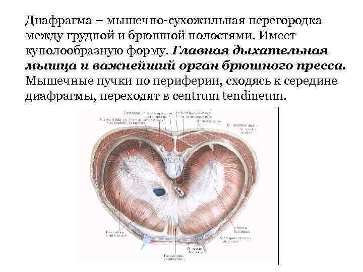 Диафрагма – мышечно-сухожильная перегородка между грудной и брюшной полостями. Имеет куполообразную форму. Главная дыхательная