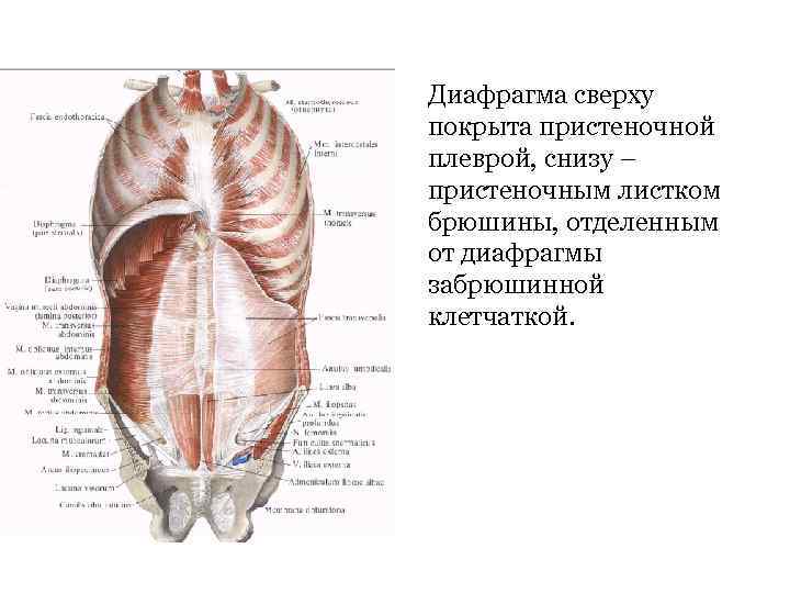 Диафрагма сверху покрыта пристеночной плеврой, снизу – пристеночным листком брюшины, отделенным от диафрагмы забрюшинной