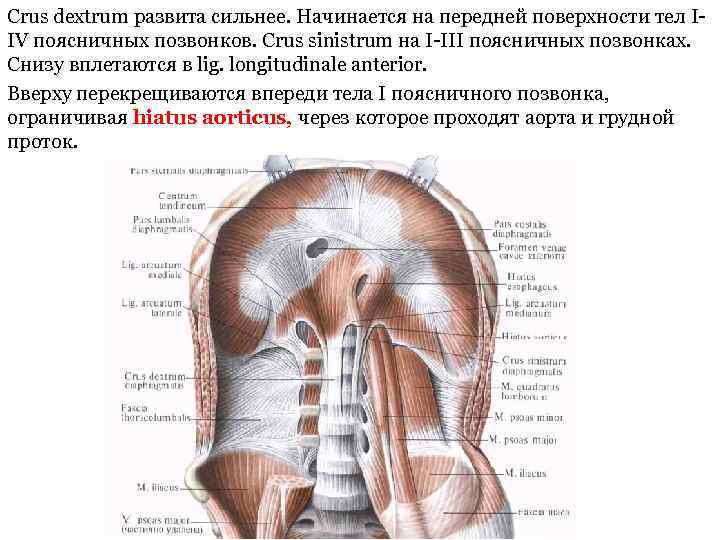 Crus dextrum развита сильнее. Начинается на передней поверхности тел IIV поясничных позвонков. Crus sinistrum