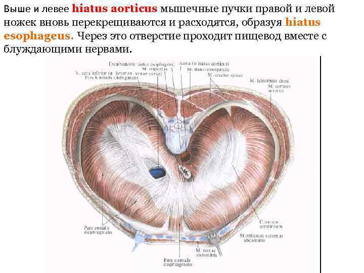 Выше и левее hiatus aorticus мышечные пучки правой и левой ножек вновь перекрещиваются и