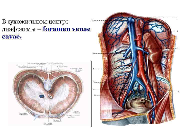 В сухожильном центре диафрагмы – foramen venae cavae. 