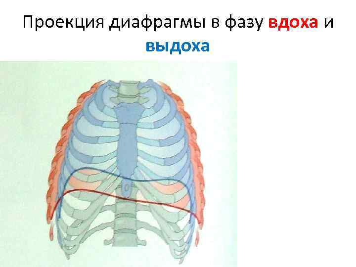 Проекция диафрагмы в фазу вдоха и выдоха 