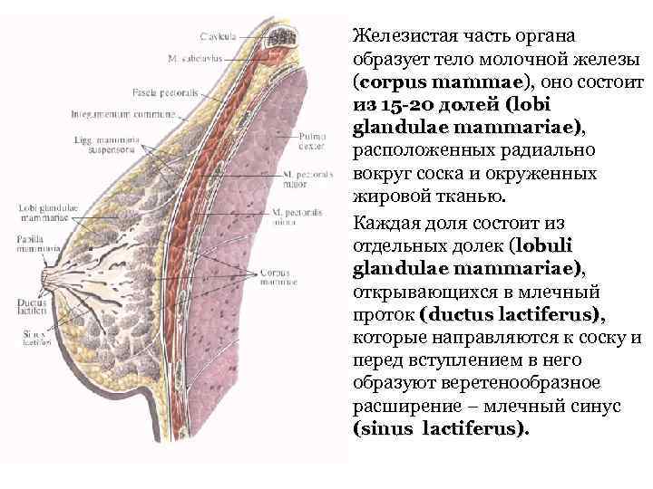  • Железистая часть органа образует тело молочной железы (corpus mammae), оно состоит mammae