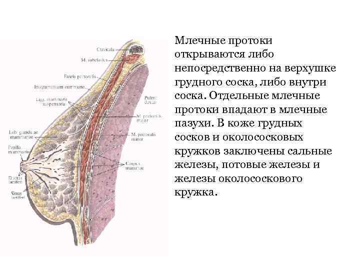 Млечные железы функции