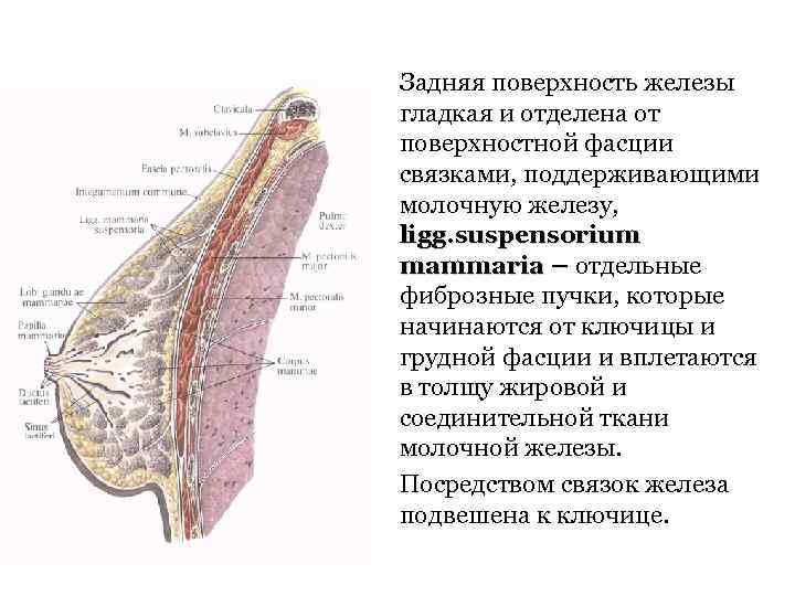 Задняя поверхность железы гладкая и отделена от поверхностной фасции связками, поддерживающими молочную железу, ligg.