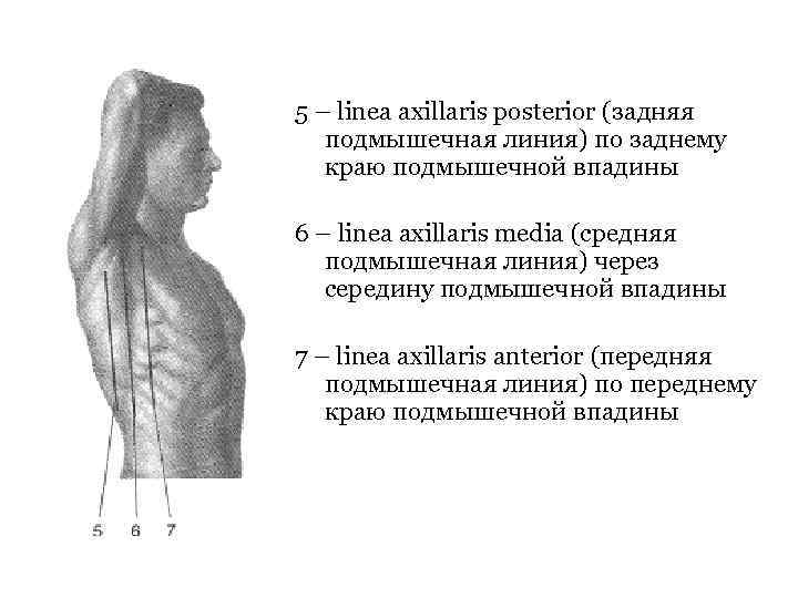 Линия проходящая. Передняя аксиллярная линия анатомия. Топографическая анатомия передней подмышечной линии. Задняя подмышечная линия.