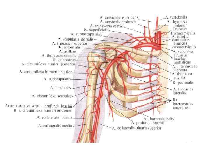 Подключичная артерия топография