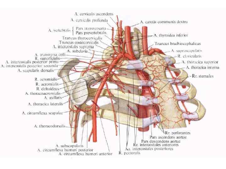 Подключичная артерия анатомия картинки