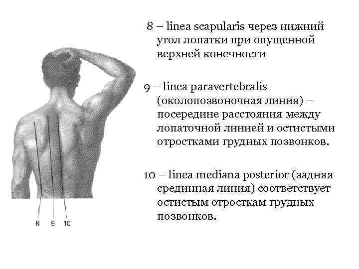 8 – linea scapularis через нижний угол лопатки при опущенной верхней конечности 9 –