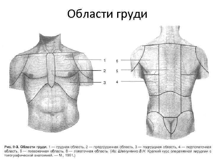 Области груди 