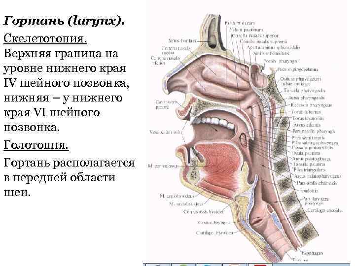 Гортань (larynx). Скелетотопия. Верхняя граница на уровне нижнего края IV шейного позвонка, нижняя –