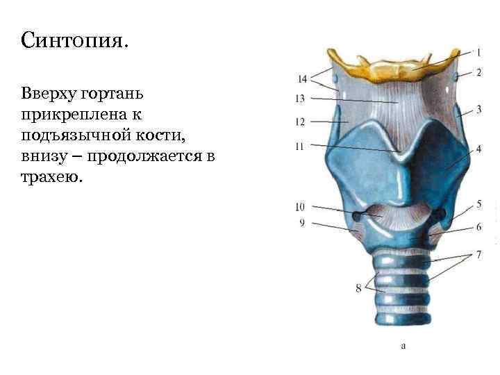 Синтопия. Вверху гортань прикреплена к подъязычной кости, внизу – продолжается в трахею. 